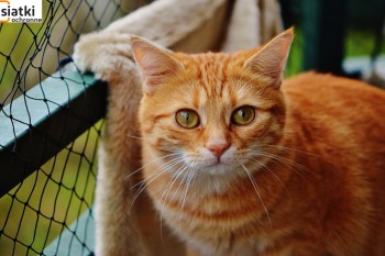 Siatki Legnica - Siatka sznurkowa na balkon dla kota dla terenów Legnicy
